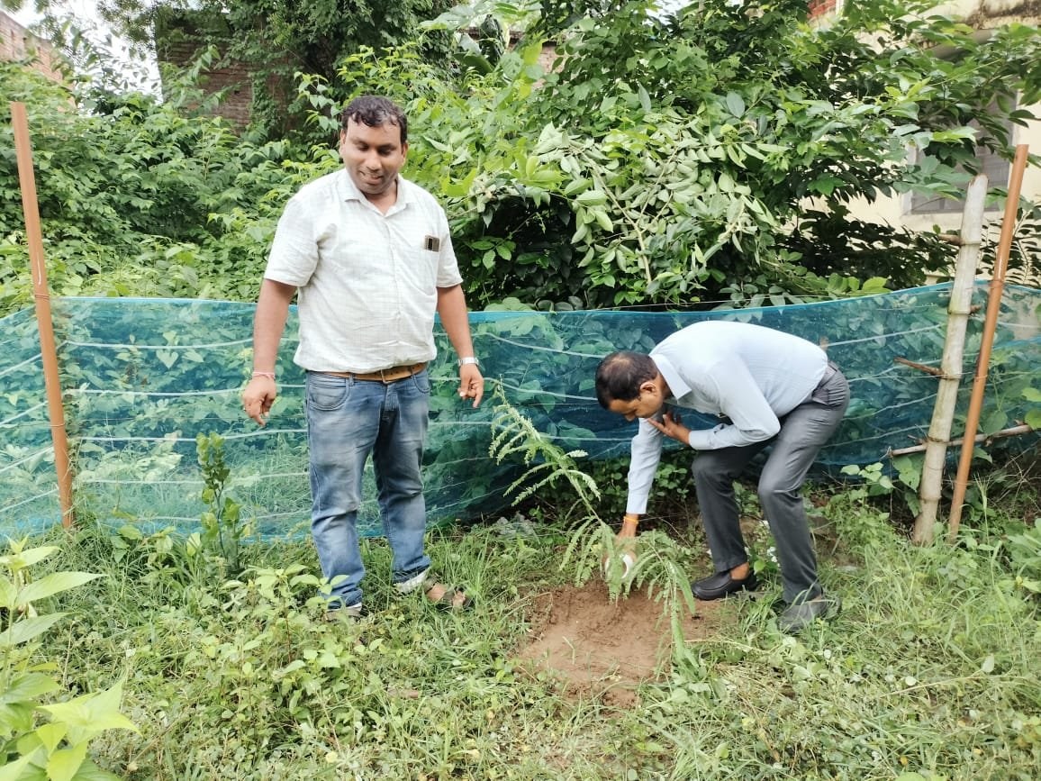 औषधिय पौधे रोपण