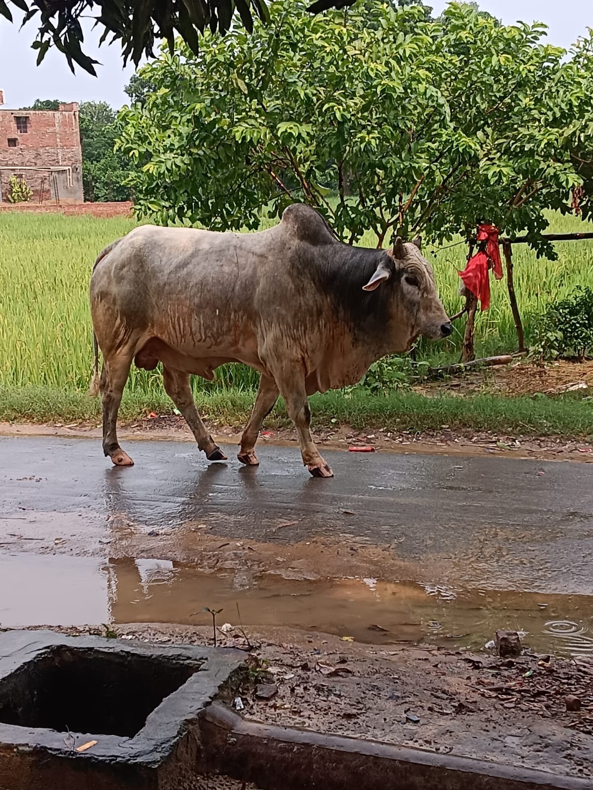 आवारा साड़ 