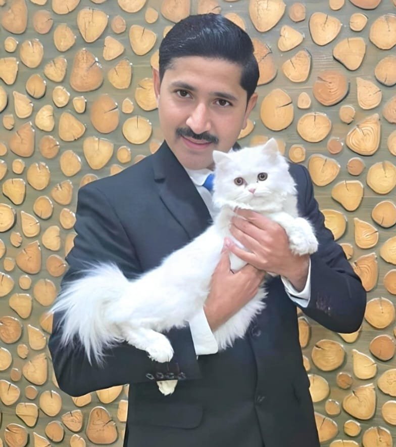 बिल्ली 
